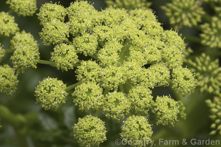 Angelica pachycarpa, an evergreen or near-evergreen spring-flowering perennial cultivated for its very glossy foliage, which is sometimes used as an ornamental garnish