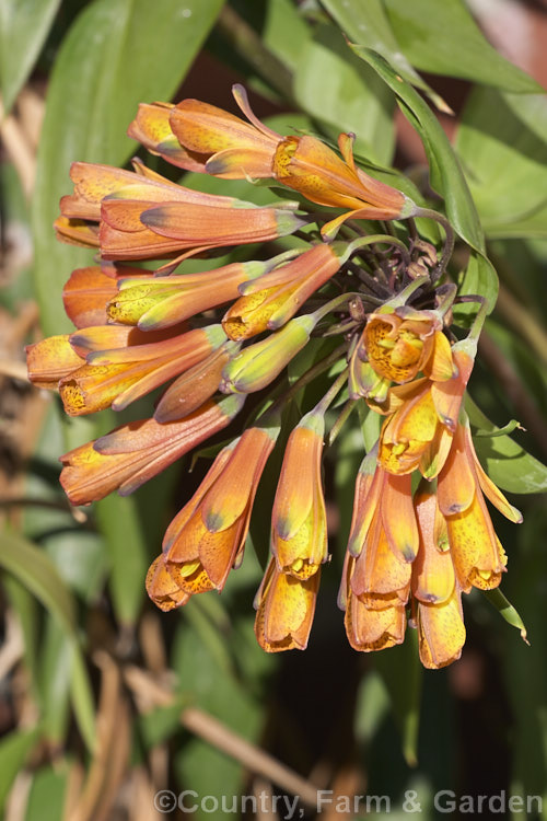 Bomarea caldasii, a near-evergreen tuberous-rooted perennial native to northern South America. Its flowerheads are very like those of its relative. Alstroemeria but are borne on twining stems that can climb to 4m.