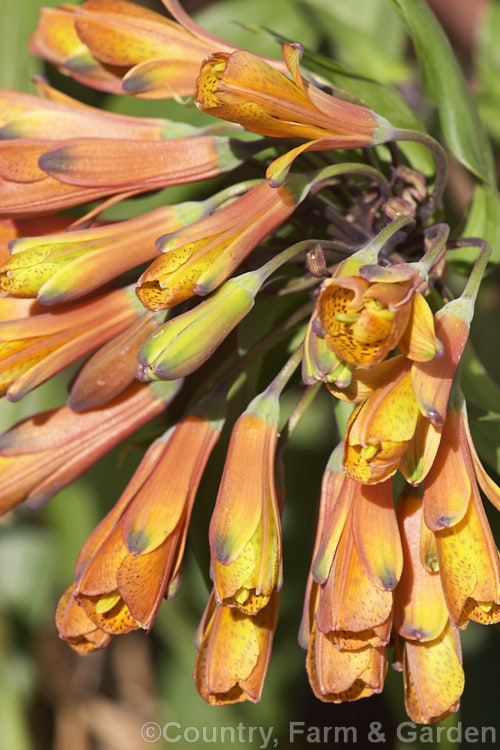 Bomarea caldasii, a near-evergreen tuberous-rooted perennial native to northern South America. Its flowerheads are very like those of its relative. Alstroemeria but are borne on twining stems that can climb to 4m.