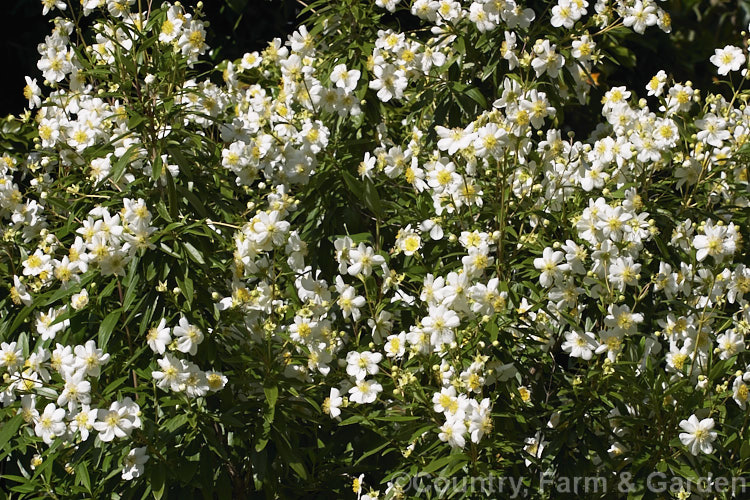 Tree Anemone (<i>Carpenteria californica</i>), an evergreen spring- to early summer-flowering shrub native to California. It grows to around 2m high and wide. Do not confuse with Carpentaria palm.  Order: Cornales, Family: Hydrangeaceae