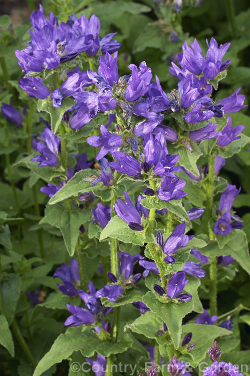 Campanula glomerata 'Compacta', a low growing and compact form of the Clustered Bellflower, a spring- and early summer-flowering perennial found from Europe to temperate Asia. Order: Asterales, Family: Campanulaceae