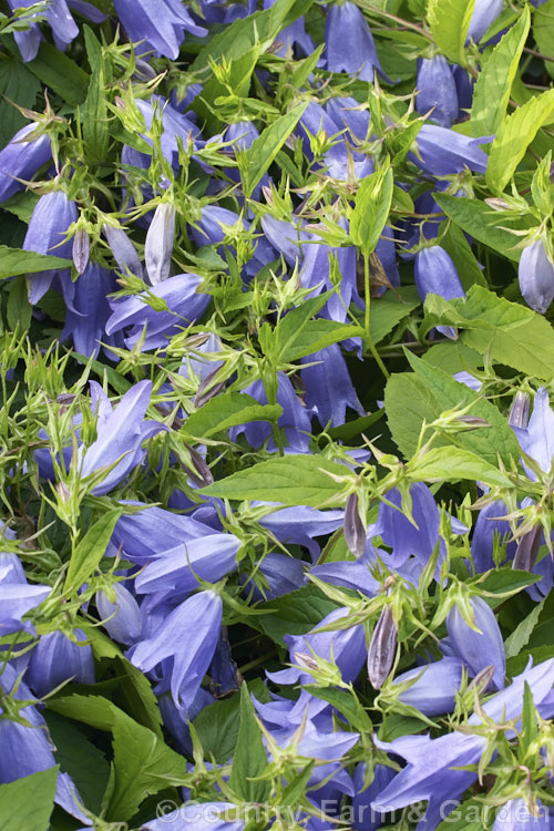 Campanula 'Mystic Bells', an upright, clump-forming, summer- to autumn-flowering perennial bellflower that grows to around 80-120cm high and wide. The nodding flowers can be over 50mm long. Order: Asterales, Family: Campanulaceae