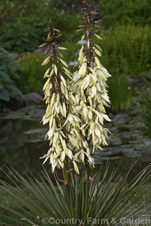 Yucca baccata subsp. thornberi, a subspecies of the Spanish Bayonet or Blue Yucca of the southwestern United States and northwestern Mexico. It differs from the species in that it lacks filament along its narrow leaves.