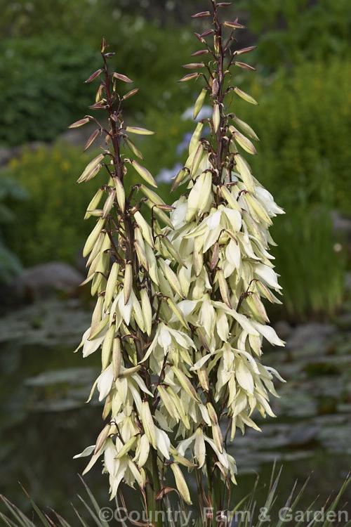 Yucca baccata subsp. thornberi, a subspecies of the Spanish Bayonet or Blue Yucca of the southwestern United States and northwestern Mexico. It differs from the species in that it lacks filament along its narrow leaves.