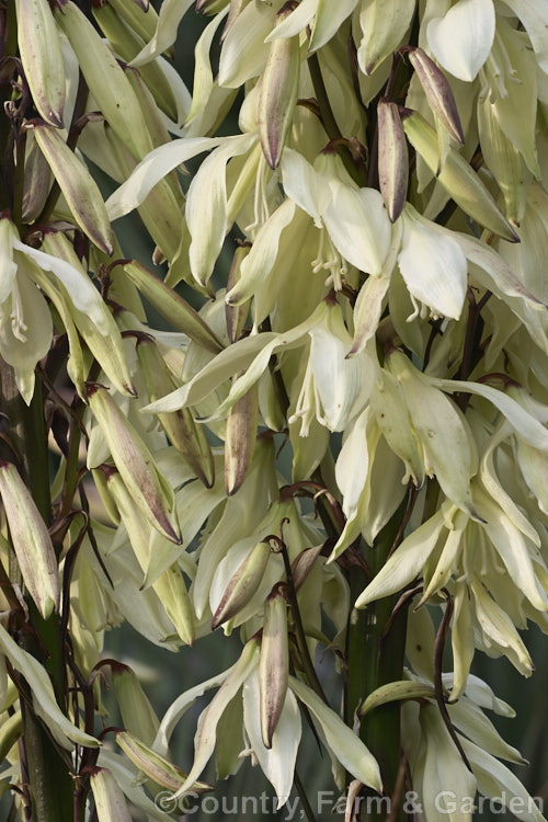 Yucca baccata subsp. thornberi, a subspecies of the Spanish Bayonet or Blue Yucca of the southwestern United States and northwestern Mexico. It differs from the species in that it lacks filament along its narrow leaves.