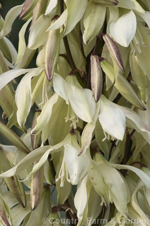 Yucca baccata subsp. thornberi, a subspecies of the Spanish Bayonet or Blue Yucca of the southwestern United States and northwestern Mexico. It differs from the species in that it lacks filament along its narrow leaves.