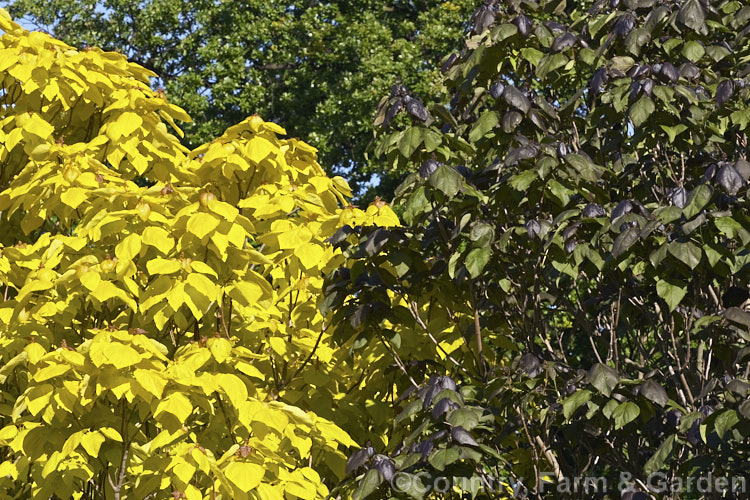 Two coloured foliage cultivars of Catalpa: left, Golden Leaf Indian. Bean or Eastern Catalpa (<i>Catalpa bignonioides 'Aurea'); and right, Catalpa x erubescens (<i>Catalpa ovata x Catalpa bignonioides</i>) 'Purpurea'. catalpa-2420htm'>Catalpa. <a href='bignoniaceae-plant-family-photoshtml'>Bignoniaceae</a>.