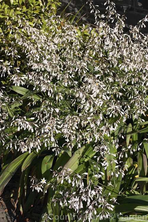 Renga. Renga. Lily or Rock Lily (<i>Arthropodium cirratum [syn. Arthropodium cirrhatum]), a strappy-leafed evergreen perennial native to New Zealand Develops into a 40-60cm high foliage clump with sprays of small white flowers in summer. arthropodium-2365htm'>Arthropodium.