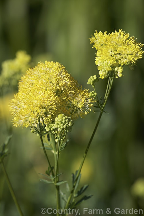 Thalictrum flavum photo at Pictures of Plants stock image library