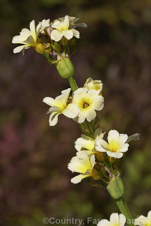 Sisyrinchium striatum (syn. Sisyrinchium nigricans, Phaiophleps nigricans</i>), a 40-80cm tall, late spring- to early summer-flowering iris-like perennial native to Argentina andChile