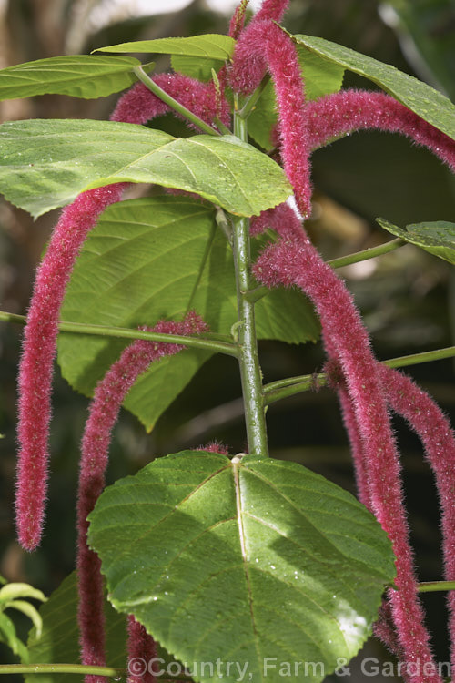 Red Hot Cat's Tail (<i>Acalypha hispida</i>), a long-flowering evergreen shrub that grows to around 4m tall, with floral catkins to 50cm long. It is native to New Guinea and Malaysia, and outside the tropics it is usually seen as a house or greenhouse plant. Order: Malpighiales, Family: Euphorbiaceae