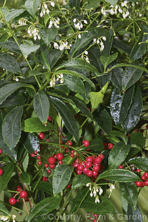 Coralberry or Spiceberry (<i>Ardisia crenata [syn. Ardisia crenulata</i>), an evergreen shrub found from southern Japan to northern India It grows to around 2m tall and its bright red fruits are long-lasting. It is popular as a garden plant in mild areas and elsewhere as a house plant. Order: Ericales, Family: Primulaceae