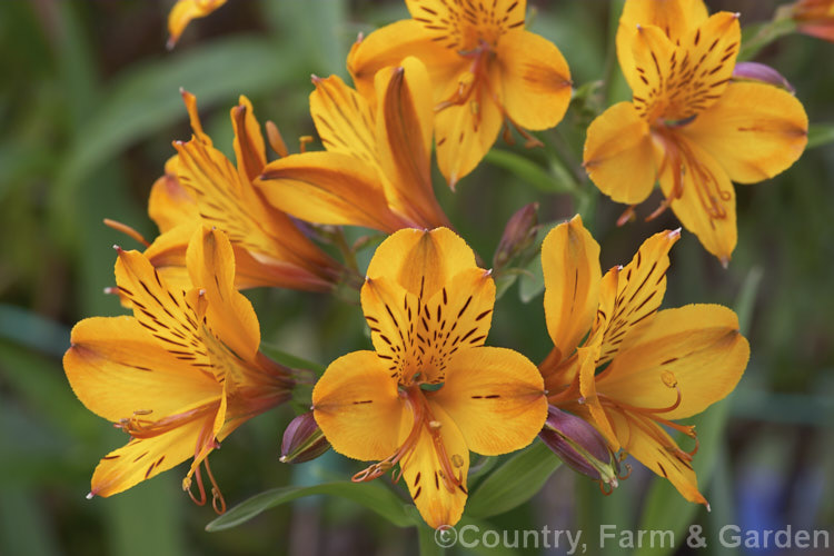 Alstroemeria 'Yellow King', one of the Euroselect range of Alstroemeria cut-flower hybrids bred for heavy-flowering, long stems and good vase life. It grows to around 90cm tall alstroemeria-2321htm'>Alstroemeria.