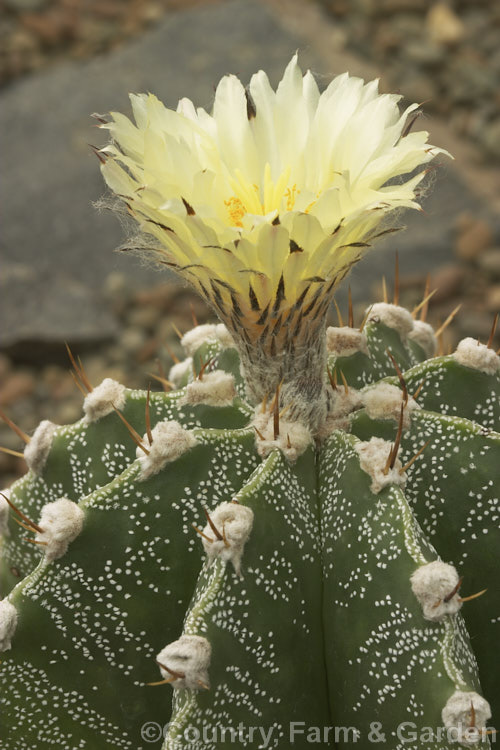 Astrophytum myriostigma var. strongylogonum, a compact, long-flowering form of the Bishop's Hat, a distinctively shaped cactus native to northeastern Mexico and Central America. In cultivation it rarely exceeds 30cm high. astrophytum-2385htm'>Astrophytum. Order: Caryophyllales, Family: Cactaceae