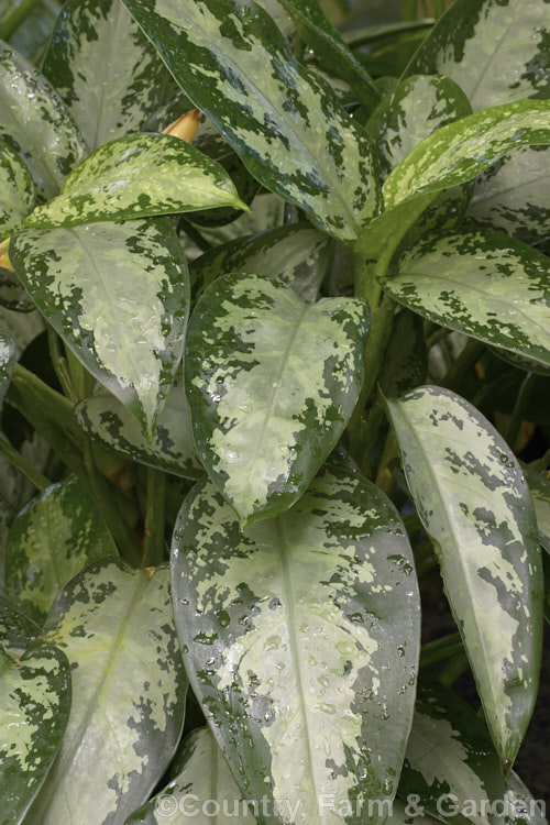 <i>Aglaonema</i> 'Jubilee', one of the many variegated aglaonema hybrids, which are usually seen cultivated as house plants. It is a very adaptable indoor plant and thrives in poor light. Order: Alismatales, Family: Araceae