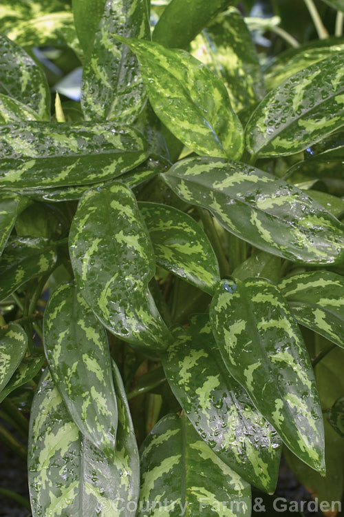 <i>Aglaonema</i> 'Compact Maria', one of the many variegated aglaonema hybrids, which are usually seen cultivated as house plants. It is a very adaptable indoor plant and thrives in poor light. Order: Alismatales, Family: Araceae