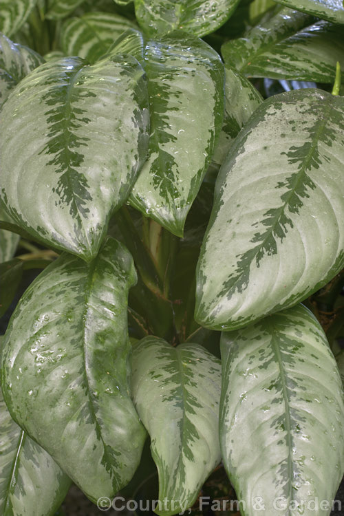 Painted Drop Tongue (<i>Aglaonema crispum</i>), an evergreen perennial native to the Philippines. It grows to around 1.2 m tall and is one of the parent species of the many variegated aglaonema hybrids. Order: Alismatales, Family: Araceae