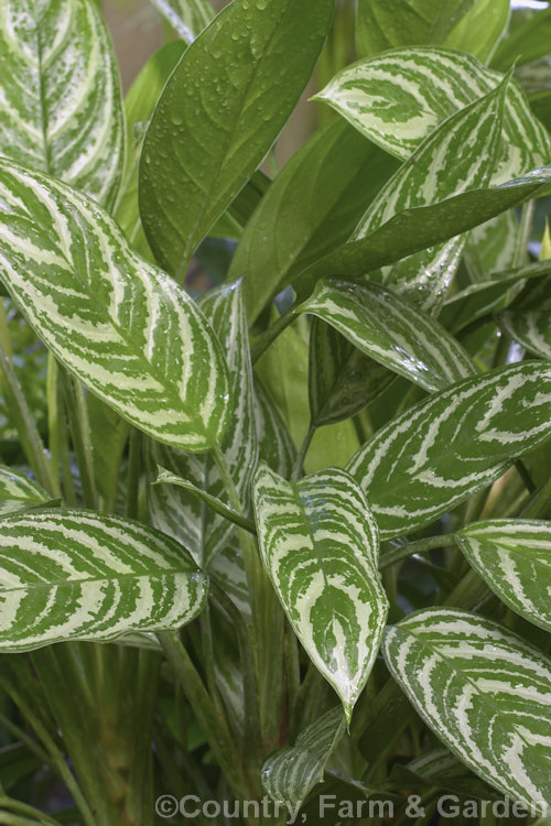 Aglaonema nitidum 'Curtisii', a variegated cultivar of a species native to Borneo, Sumatra and the Malaysian region. It is usually seen cultivated as house plants, for which purpose it is very adaptable and thrives in poor light. Order: Alismatales, Family: Araceae