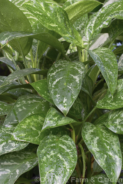 <i>Aglaonema</i> 'Green Lady', one of the many variegated aglaonema hybrids, which are usually seen cultivated as house plants. It is a very adaptable indoor plant and thrives in poor light. Order: Alismatales, Family: Araceae