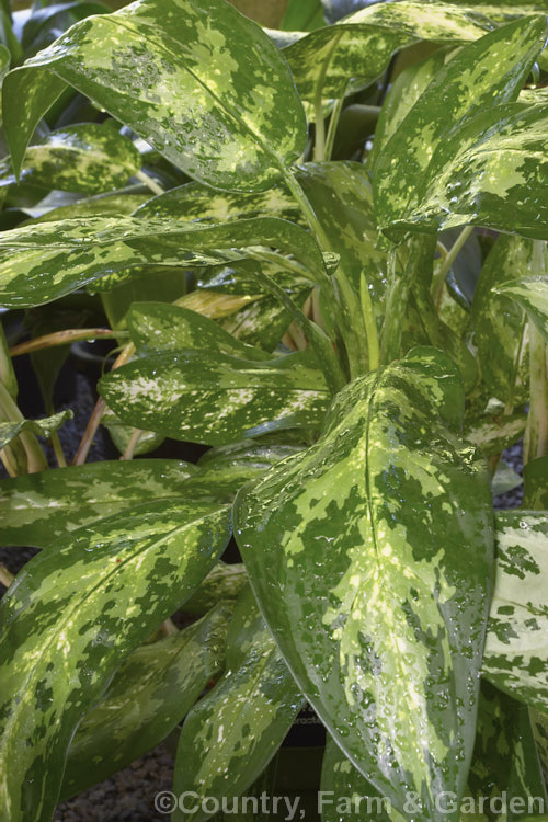 <i>Aglaonema commutatum</i> 'Pseudobracteatum', a variegated cultivar of a species from the Philippines and eastern Indonesia. It has especially large leaves, though its variegations are not a strong as those of some other cultivars. It is usually seen cultivated as house plants, for which purpose it is very adaptable and thrives in poor light. Order: Alismatales, Family: Araceae