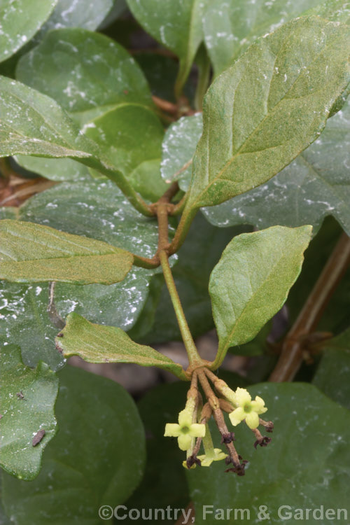 Buddleja indica (syn. Nicodemia diversifolia</i>), a scrambling or climbing evergreen shrub with trailing stems up to 4m long. It is native to Madagascar and produces its small greenish cream to yellow flowers from late winter. It is often cultivated as a house plant and is sometimes known as Indoor. Oak. buddleja-2053htm'>Buddleja. <a href='scrophulariaceae-plant-family-photoshtml'>Scrophulariaceae</a>.