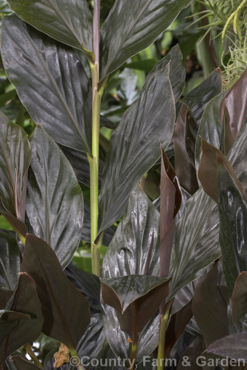 Zingiber malaysiana 'Midnight', a deep purple-bronze-leafed cultivar of Black Ginger, a rhizomatous perennial native to Malaysia. Order: Zingiberales, Family: Zingiberaceae