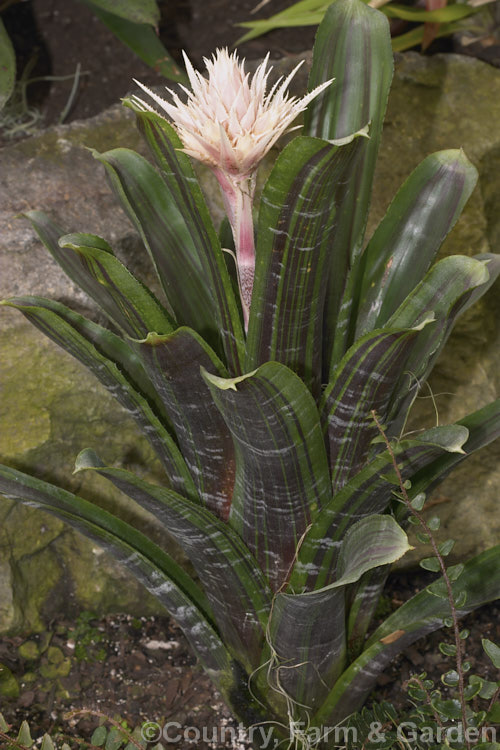 <i>Aechmea fasciata</i> 'Kiwi', a dark-foliaged cultivar of a spectacularly flowered bromeliad native to Brazil. The leaves are striped with purple-red and the flower stem can reach 1m high. Order: Poales, Family: Bromeliaceae