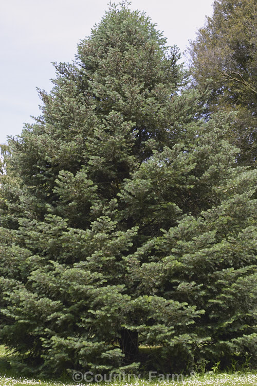 Sierra White Fir or Low's Fir (<i>Abies concolor</i> subsp. <i>lowiana</i> [syn. <i>Abies lowiana</i>]), a blue-foliaged conifer with silvery white undersides to its foliage. Native to the mountains of western North America, it grows to as much as 70m tall Order: Pinales, Family: Pinaceae