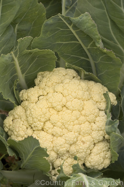 Cauliflower (<i>Brassica oleracea - Botrytis Group</i>), a cabbage family vegetable grown for its edible white flower bud head