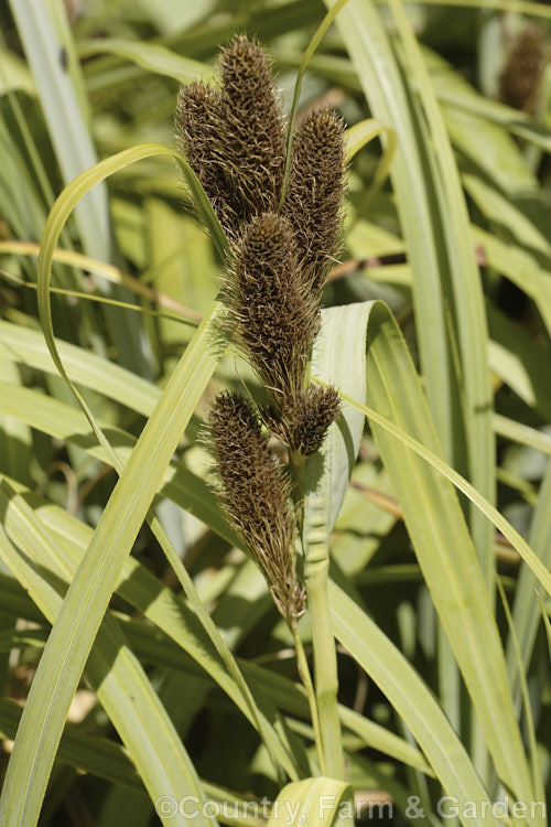 Tataki (<i>Carex trifida</i>), a sedge found in New Zealand from the Marlborough. Sounds through the South Island and down to the Subantarctic Auckland, Campbell and Macquarie Islands. It is also found in the Falkland Islands, Tierra del Fuego and nearby parts of mainland Chile. It is easily distinguished by its broad blue-green leaves and large bristly flowerheads held above the foliage on sturdy stems. Order: Poales, Family: Cyperaceae