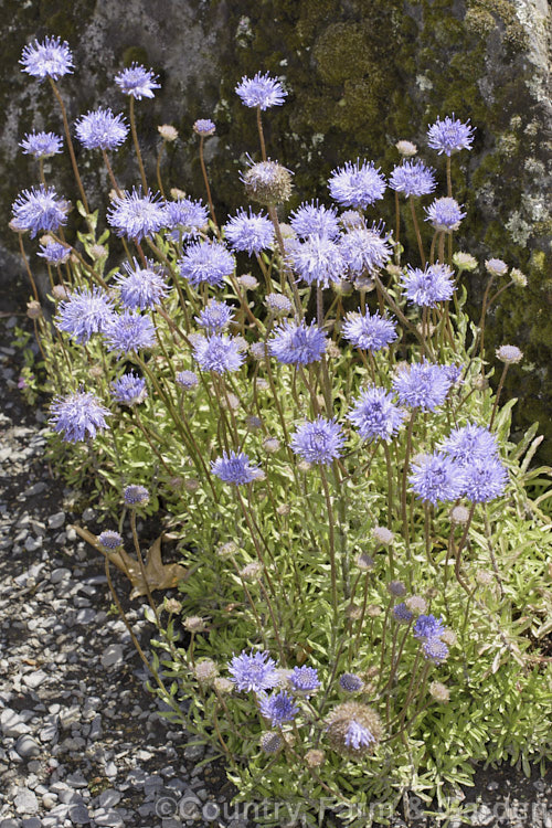 Scabiosa variifolia, a summer-flowering perennial native to the Greece. It makes a small clump of shallowly lobed, toothed or smooth-edged leaves to 7cm long and its flower stems are up to 30cm tall scabiosa-2488htm'>Scabiosa. <a href='caprifoliaceae-plant-family-photoshtml'>Caprifoliaceae</a>.