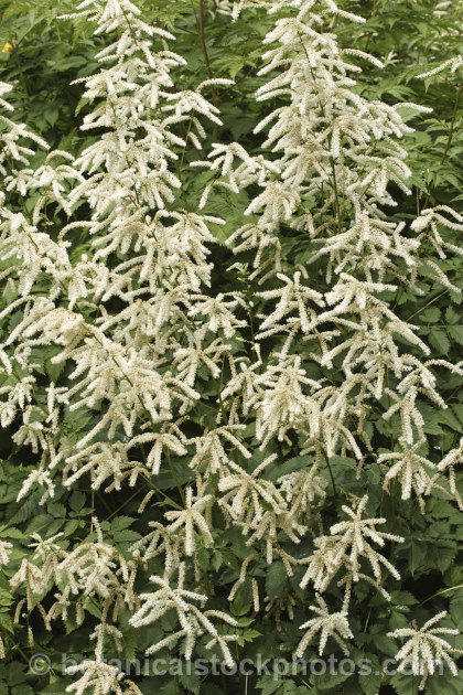 Aruncus aethusifolius, a summer-flowering herbaceous perennial native to Korea. Its flower stems grow to around 50cm tall