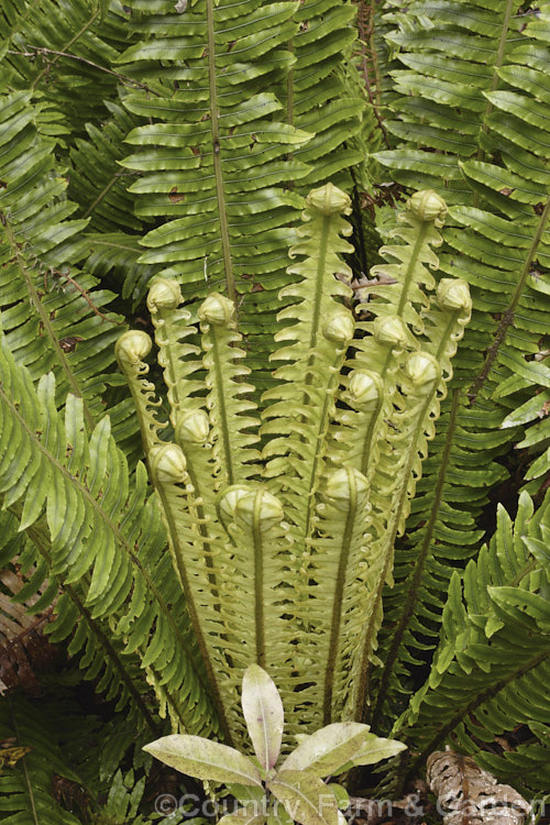 Crown. Fern or Piu. Piu (<i>Blechnum discolor</i>), a fern native to New Zealand and found throughout the country. It has distinctly different fertile (spore-bearing</i>) and sterile fronds and may develop a narrow trunk to around 30cm tall