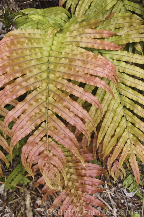 Blechnum novae-zelandiae, formerly considered a variety of Blechnum capense, this widely distributed New Zealand fern now has a specific rank of its own. It quickly colonises roadside banks