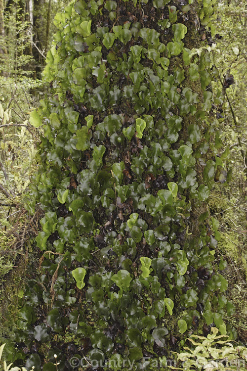 Kidney Fern (<i>Cardiomanes reniforme [syns. Trichomanes reniforme, Hymenophyllum nephrophyllum]), a very distinctively foliaged New Zealand fern that because of its very thin, easily desiccated fronds is restricted to area of high humidity and rainfall. Order: Hymenophyllales, Family: Hymenophyllaceae