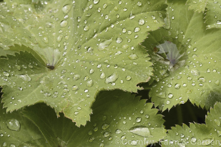 Foliage of Lady's Mantle (<i>Alchemilla mollis</i>), an herbaceous perennial native to the eastern Carpathian mountains and the Caucasus The leaves are covered with fine hairs that cause water droplets to bead. alchemilla-2275htm'>Alchemilla.