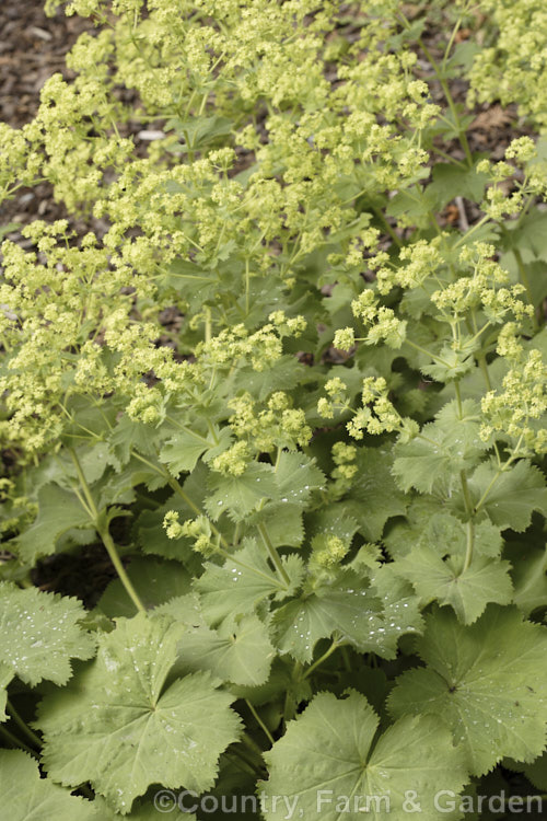 Lady's Mantle (<i>Alchemilla mollis</i>), a summer-flowering herbaceous perennial native to the eastern Carpathian mountains and the Caucasus alchemilla-2275htm'>Alchemilla.