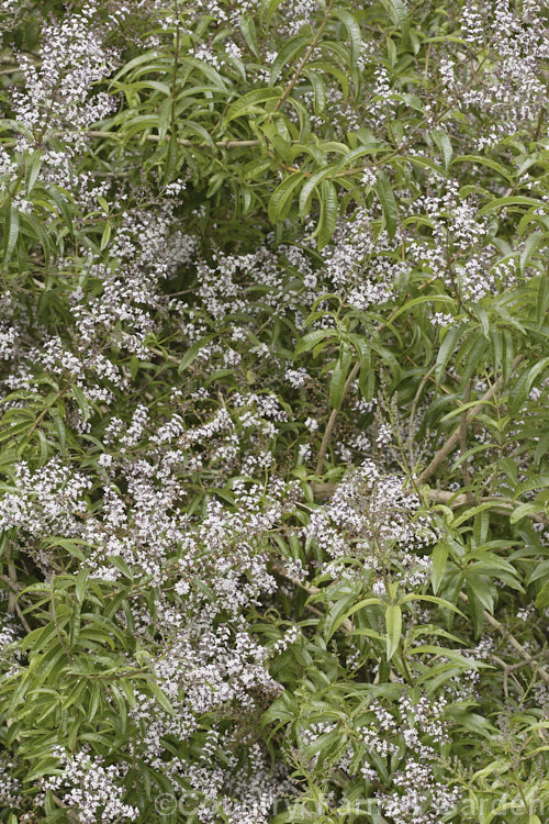 Lemon-scented. Verbena or Citron (<i>Aloysia citriodora [syns. Aloysia triphylla, Lippia citriodora]), a summer-flowering semi-evergreen shrub up to 3m tall It is native to Chile and Argentina and has very aromatic lemon-scented foliage. aloysia-2318htm'>Aloysia. .