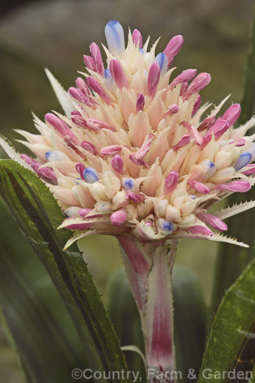 <i>Aechmea fasciata</i> 'Kiwi', a dark-foliaged cultivar of a spectacularly flowered bromeliad native to Brazil. The leaves are striped with purple-red and the flower stem can reach 1m high. Order: Poales, Family: Bromeliaceae