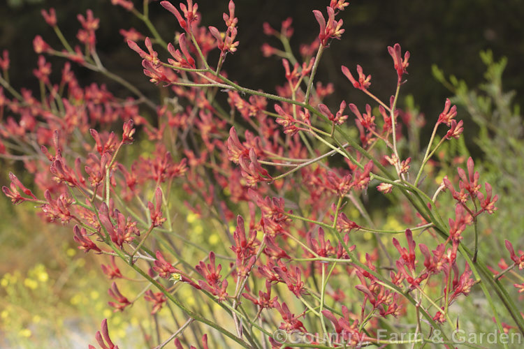 Red-flowered form of the Tall Kangaroo. Paw (<i>Anigozanthos flavidus</i>), a summer-flowering perennial native to southwestern Australia. The flower stems are up to 1 m high and the flowers, while commonly greenish yellow, may be red, orange or pink-toned. anigozanthos-2340htm'>Anigozanthos. <a href='haemodoraceae-plant-family-photoshtml'>Haemodoraceae</a>.