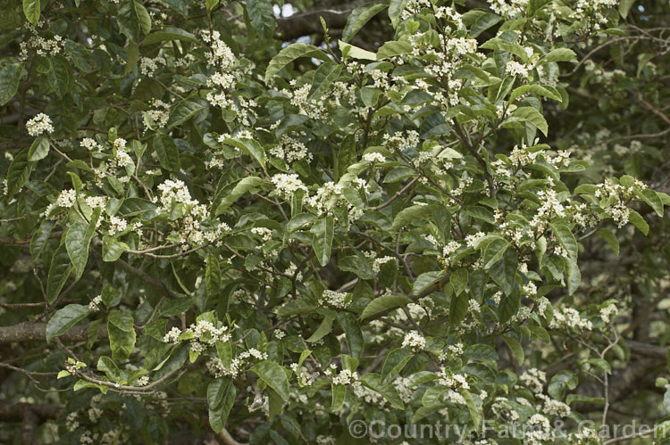 Marbleleaf of Putaputaweta (<i>Carpodetus serratus</i>), an evergreen tree up to 9m tall, native to New Zealand. The name. Marbleleaf comes from the interestingly marked foliage. It maintains for several years a shrubby, juvenile habit, but only adult trees produce the panicles of tiny white flowers shown here. carpodetus-2653htm'>Carpodetus. <a href='rousseaceae-plant-family-photoshtml'>Rousseaceae</a>.