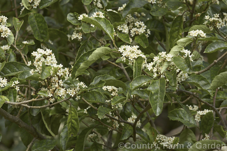 Marbleleaf of Putaputaweta (<i>Carpodetus serratus</i>), an evergreen tree up to 9m tall, native to New Zealand. The name. Marbleleaf comes from the interestingly marked foliage. It maintains for several years a shrubby, juvenile habit, but only adult trees produce the panicles of tiny white flowers shown here. carpodetus-2653htm'>Carpodetus. <a href='rousseaceae-plant-family-photoshtml'>Rousseaceae</a>.