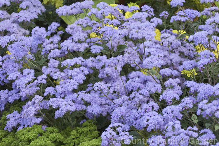 <i>Ageratum houstonianum</i> 'Leilani Blue', a popular compact, long-flowering cultivar of a summer-flowering annual that originated in Central America and the West Indies 'Leilani Blue' grows to around 50 cm high and wide. Order: Asterales, Family: Asteraceae