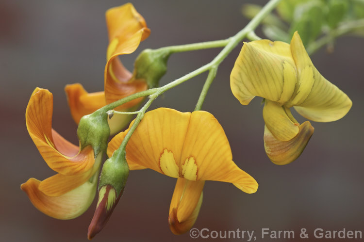 Siberian Pea. Tree (<i>Caragana arborescens [syn. Caragana boisii]), a deciduous shrub up to 6m high native to Siberia and Manchuria. It bears small yellow pea-like flowers in spring and summer, followed by inflated seedpods. caragana-2640htm'>Caragana.