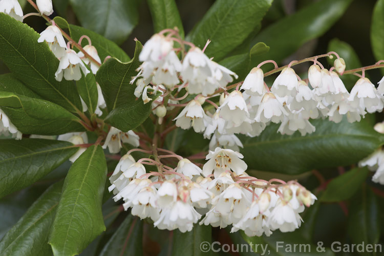 Clethra arborea photo at Pictures of Plants stock image library