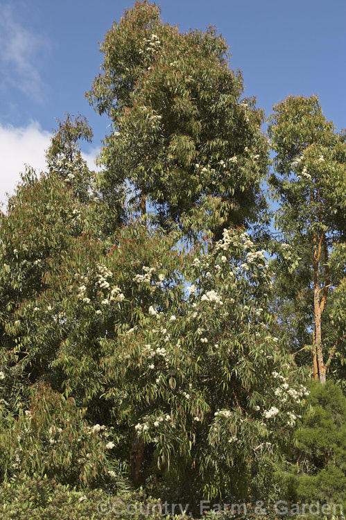 Smooth-barked. Apple (<i>Angophora costata</i>), an evergreen, summer-flowering tree native to eastern Australia. Capable of growing to 30m tall, its is closely allied to Eucalyptus but differs in the structure of its flowers, particularly the bud caps. angophora-2137htm'>Angophora. .