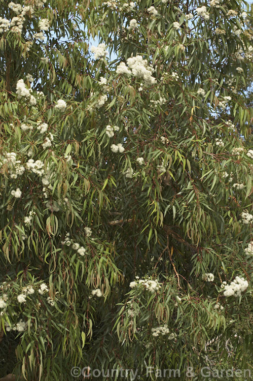 Smooth-barked. Apple (<i>Angophora costata</i>), an evergreen, summer-flowering tree native to eastern Australia. Capable of growing to 30m tall, its is closely allied to Eucalyptus but differs in the structure of its flowers, particularly the bud caps. angophora-2137htm'>Angophora. .