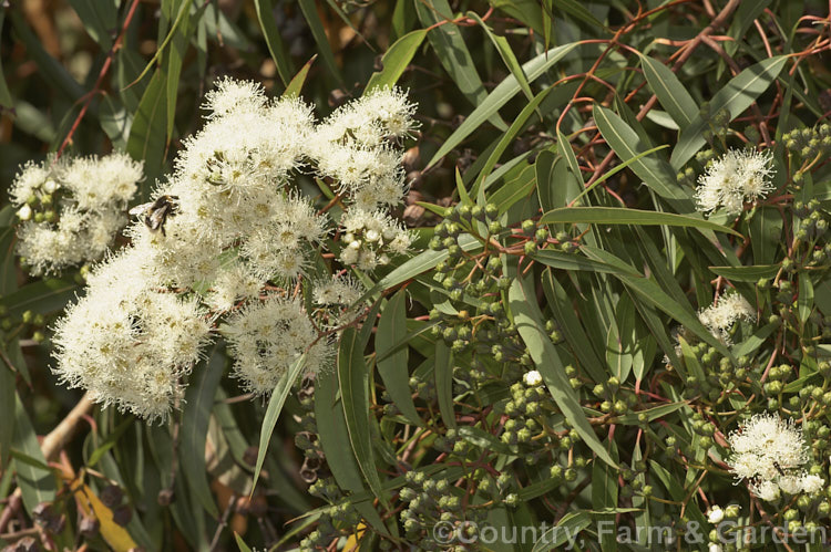 Smooth-barked. Apple (<i>Angophora costata</i>), an evergreen, summer-flowering tree native to eastern Australia. Capable of growing to 30m tall, its is closely allied to Eucalyptus but differs in the structure of its flowers, particularly the bud caps. angophora-2137htm'>Angophora. .