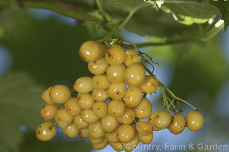 Viburnum opulus 'Xanthocarpa', a pale yellow-berried cultivar of the Guelder. Rose, a 4-5m tall spring-flowering Eurasian shrub that usually has red fruit. viburnum-2081htm'>Viburnum.. viburnum-2081htm'>Viburnum. <a href='adoxaceae-plant-family-photoshtml'>Adoxaceae</a>.