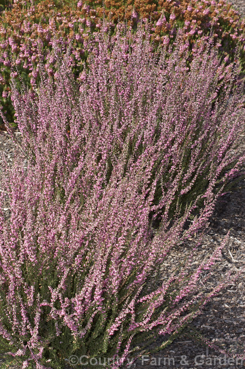 Calluna vulgaris 'Hammondii. Rubrifolia', a late summer-flowering dark-foliaged cultivar of heather or ling, a species found over much of the temperate Northern Hemisphere. It is a sport of 'Hammondii. Aureifolia'. calluna-2108htm'>Calluna. Order: Ericales, Family: Ericaceae